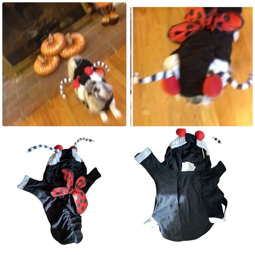 🎃 Dog Ladybug Costume